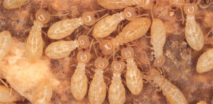 How To Get Rid of Termites Memphis and Cordova