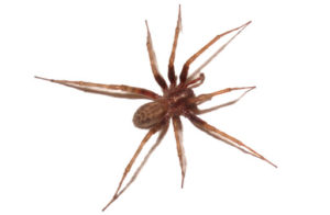 house spider removal memphis