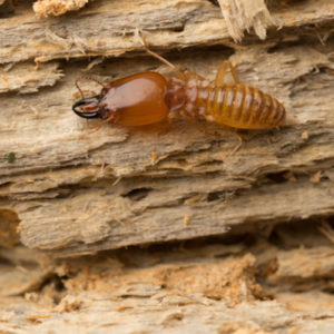 how to tell if you have termites