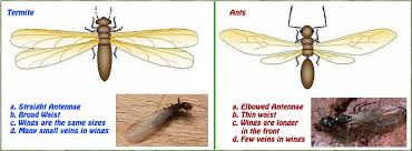 Flying Ants vs. Termites