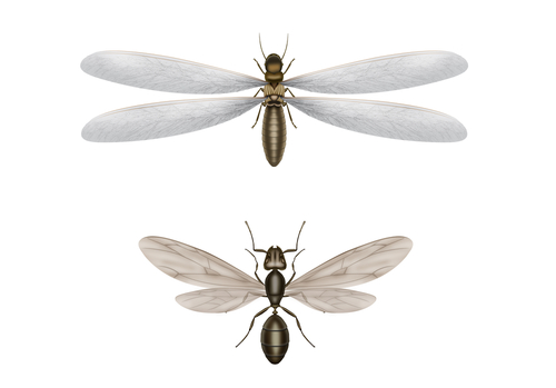 Flying Ant or Termite
