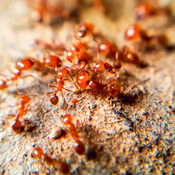 fire ants are here to stay