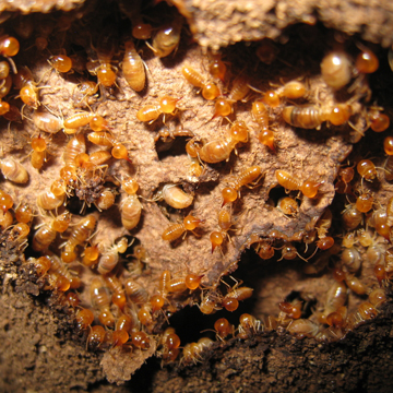 year round termite control