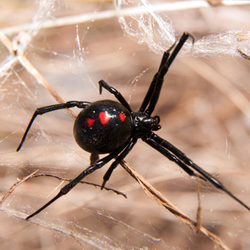 How To Identify If The Spiders In Your Home Are Dangerous Memphis Tn