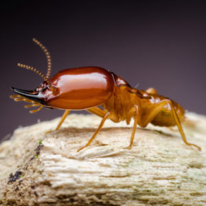 dangers of super termites