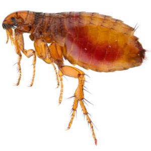 what to do about fleas in home