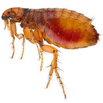 what to do about fleas in home