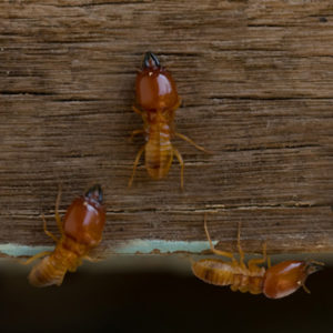 termite extermination isnt diy