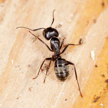 carpenter ants