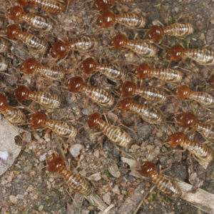 preventing termites