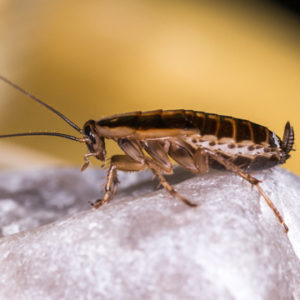 german cockroaches