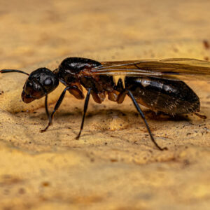 ants
