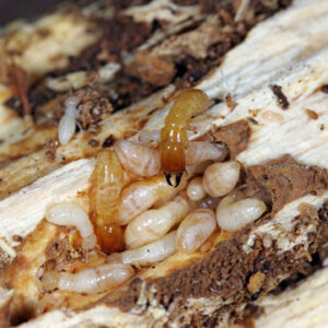 termite activity