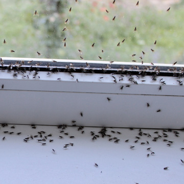 ant infestation