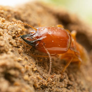 termite control