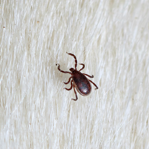 ticks