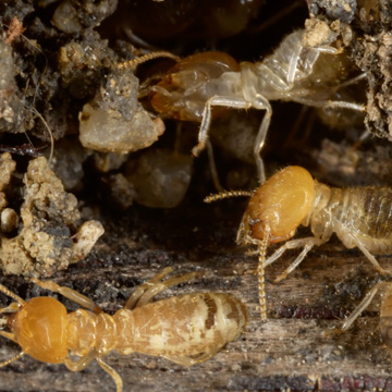 termites