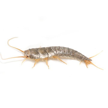 Silverfish