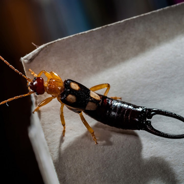 Earwig