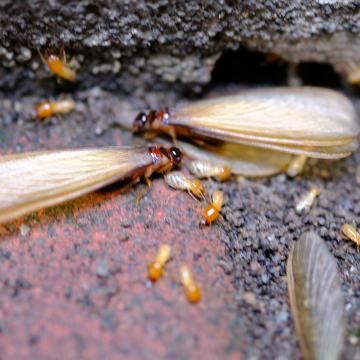 termite swarm