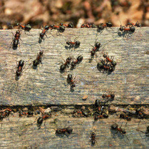 ants come back every spring