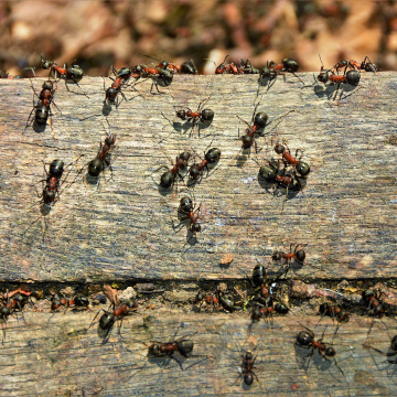 ants come back every spring