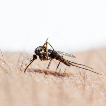 mosquito