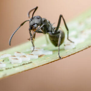 prevent ants