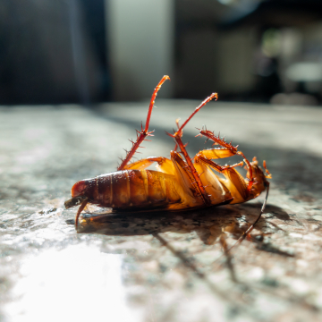 life cycle of cockroach