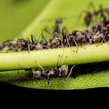 ant invasion