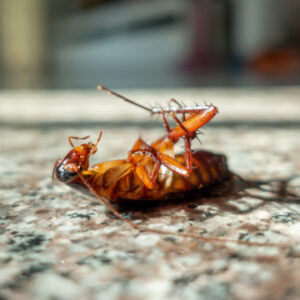 pest that cause diseases