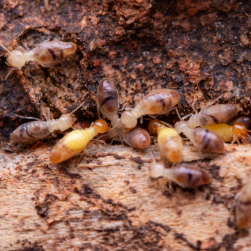Termites vs ants