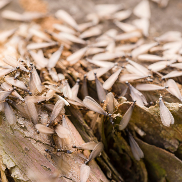 termite swarm