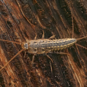 spring pest