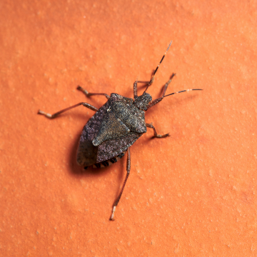 stink bug