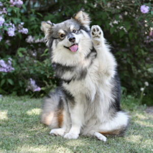 flea prevention