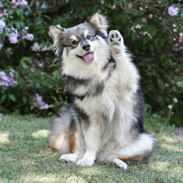 flea prevention