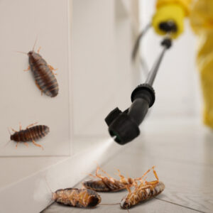 Pest control treatment