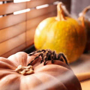 prepare for fall pest