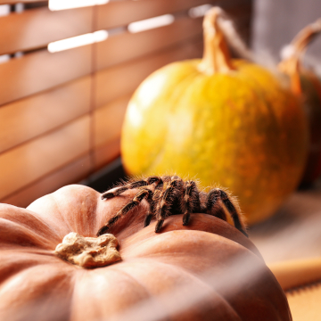 prepare for fall pest